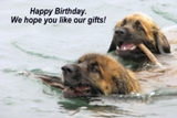 Leonberger card 10
