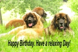 Leonberger card 11