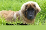 Leonberger card 12