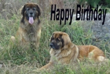 Leonberger card 13