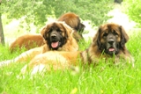 Leonberger card 01