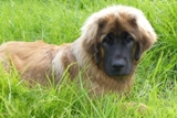 Leonberger card 02