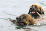 Leonberger card 03