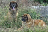 Leonberger card 04
