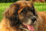Leonberger card 06