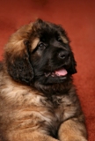 Leonberger card 07
