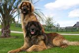 Leonberger card 08