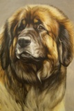 Leonberger card 09